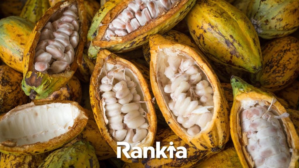 ini cara investasi kakao di Indonesia